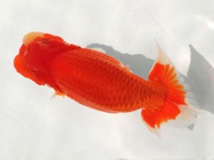 両毛愛魚会　第2回研究会　1位　小林　奏