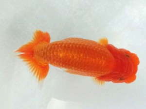 両毛愛魚会　第2回研究会　2位　柿沼佐吉