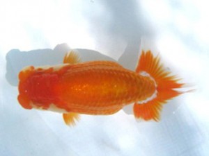 両毛愛魚会　第2回研究会　3位　高田俊昭