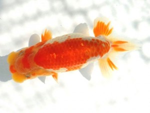 両毛愛魚会　第2回研究会　5位　平井恵次