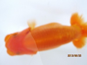 日蘭佐賀　当歳魚研究会　和田浩二