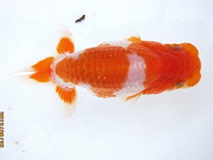 日蘭佐賀　当歳魚研究会　西大関　池田陽一郎