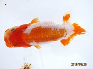 日蘭佐賀　当歳魚研究会　立行司　森　弘行