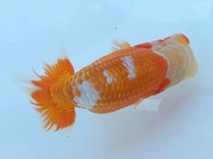 湘南らんちゅう会　第3回当歳魚研究会　1位　高橋大祐