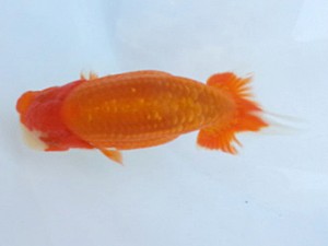 湘南らんちゅう会　第3回当歳魚研究会　2位　高橋大祐