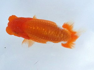 湘南らんちゅう会　第3回当歳魚研究会会　3位　高橋大祐