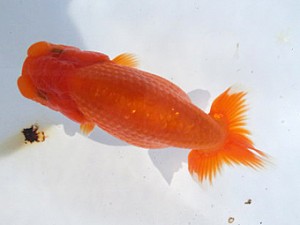 湘南らんちゅう会　第3回当歳魚研究会　4位　荒井宣裕