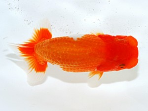 第3回駿河らんちゅう会品評大会　東大関　沼津　影山　繁