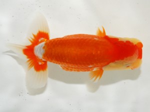 第3回駿河らんちゅう会品評大会　西大関　田方郡　芦川和美