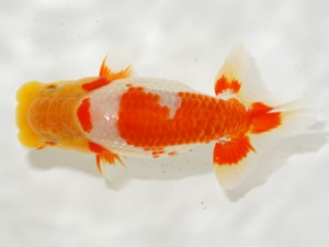 第3回駿河らんちゅう会品評大会　取締一　浜松　松田力三