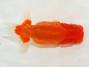 第3回駿河らんちゅう会品評大会　取締二　清水町　飯島紳一