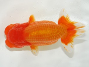 第3回駿河らんちゅう会品評大会　東大関　伊豆の国市　佐藤貴久