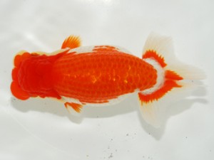 第3回駿河らんちゅう会品評大会　西大関　静岡　高橋祐二