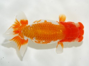 第3回駿河らんちゅう会品評大会　立行司　富士市　石川暢彦