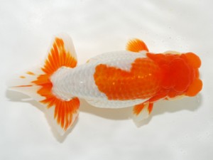 第3回駿河らんちゅう会品評大会　取締一　富士市　吉村友良