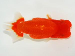 第3回駿河らんちゅう会品評大会　取締二　沼津市　渡邉崇光