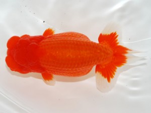 第3回駿河らんちゅう会品評大会　東大関　富士市　吉村友良