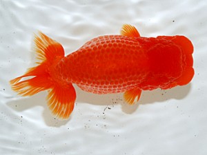 第3回駿河らんちゅう会品評大会　西大関　横浜市　矢作雄一