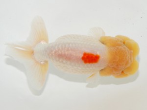 第3回駿河らんちゅう会品評大会　立行司　三島市　山本光廣