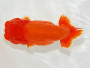 第3回駿河らんちゅう会品評大会　取締二　函南町　田島　貢