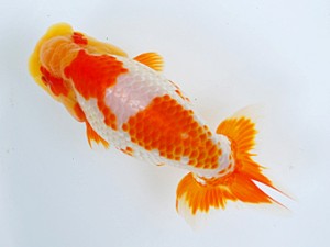 徳島愛錦会　東大関　藤原博文