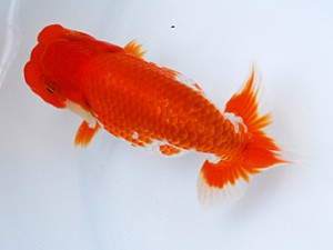 徳島愛錦会　立行司　藤野　武