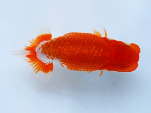 徳島愛錦会　取締一　吉成志朗