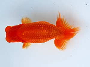 徳島愛錦会　取締二　安田正広