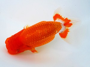 徳島愛錦会　西大関　西川　敬