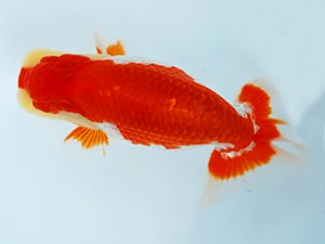 徳島愛錦会　東大関　安田正広