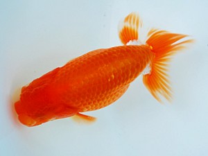 徳島愛錦会　西大関　吉成志朗