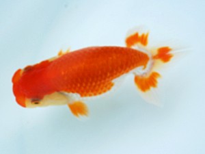 徳島愛錦会　立行司　藤原博文