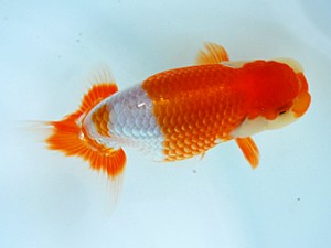 徳島愛錦会　取締一　吉成志朗