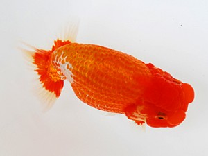 徳島愛錦会　東大関　川村和己