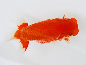 徳島愛錦会　西大関　川村和己