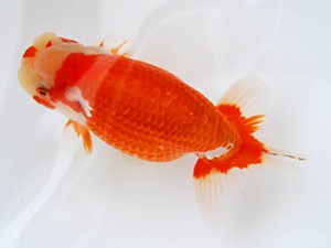 徳島愛錦会　立行司　村井　稔