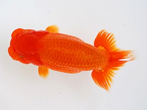 徳島愛錦会　取締一　吉成志朗