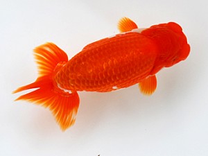 徳島愛錦会　取締二　加古政則