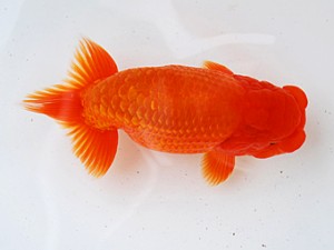 徳島愛錦会　東大関　吉成志朗