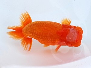 徳島愛錦会　西大関　吉成志朗