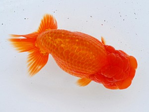 徳島愛錦会　立行司　森田光男