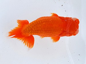 徳島愛錦会　取締一　吉成志朗