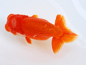 徳島愛錦会　取締二　蛭子新一