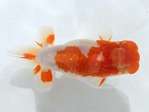 西日本金魚愛好会　東大関　野中勝次　若楠会