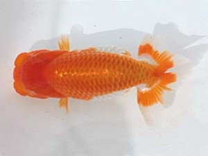 西日本金魚愛好会　西大関　伊豆英二　福岡観魚会