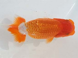 西日本金魚愛好会　立行司　末永勝也　中九州