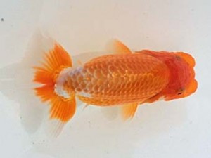 西日本金魚愛好会　東取締　井上松雄　大分B