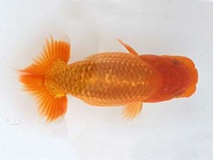 西日本金魚愛好会　西取締　川口守秀　諏訪らんちう会