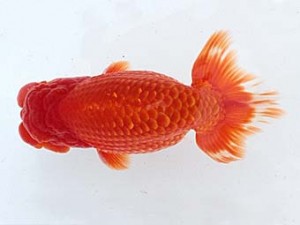 西日本金魚愛好会　東大関　那須広之　フリー