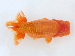 西日本金魚愛好会　西大関　大藪博之　福岡観魚会